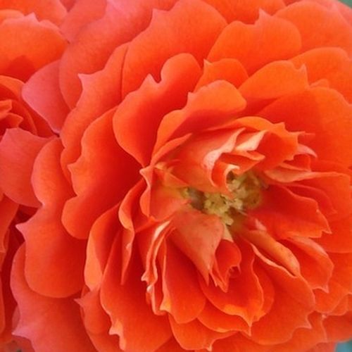 Online rózsa vásárlás - Narancssárga - törpe - mini rózsa - diszkrét illatú rózsa - Rosa Miami™ - Michel Adam - Narancsszínű, tömvetelt virágú, kombakt növekedésű mini.